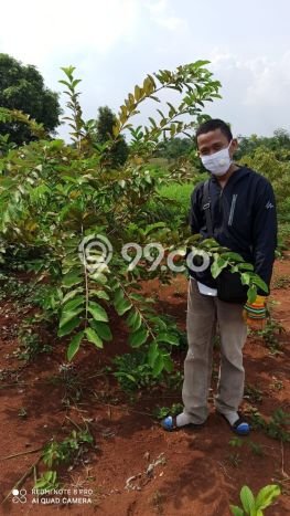 Tanah 100 m² MURAH BU Di Cariu JONGGOL Tanah 100 m² MURAH BU Di Cariu JONGGOL
