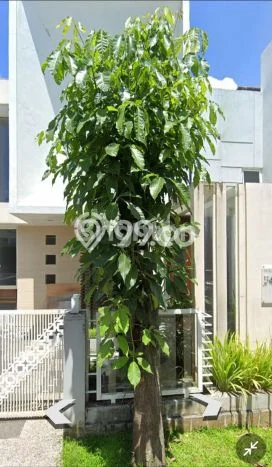 Rumah Minimalis 4 KT LT 105m2 di Permata Jingga Rumah Minimalis 4 KT LT 105m2 di Permata Jingga