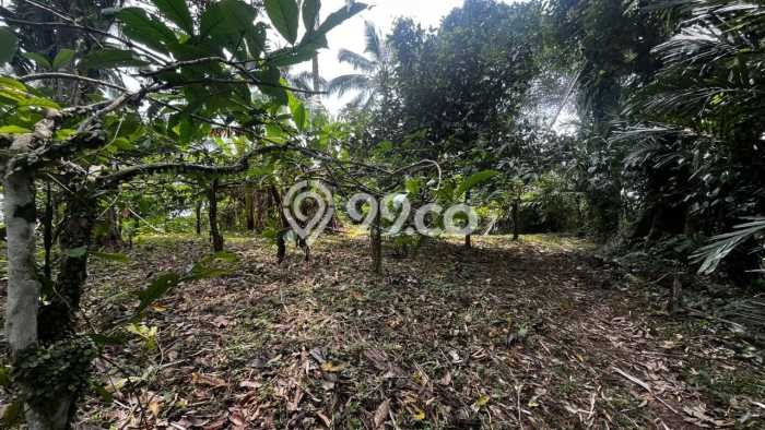 Tanah Kavling di Tabanan Dijual dengan Luas 20000m2 Tanah Kavling di Tabanan Dijual dengan Luas 20000m2