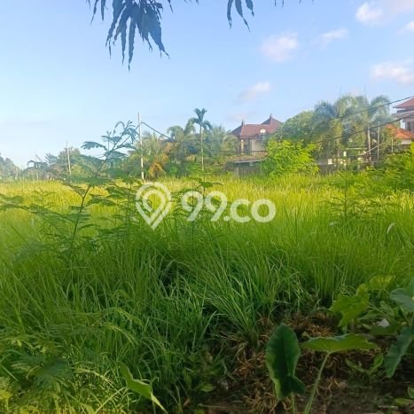 Tanah Strategis Disewakan di Ubud Gianyar Seluas 4893m2 Tanah Strategis Disewakan di Ubud Gianyar Seluas 4893m2