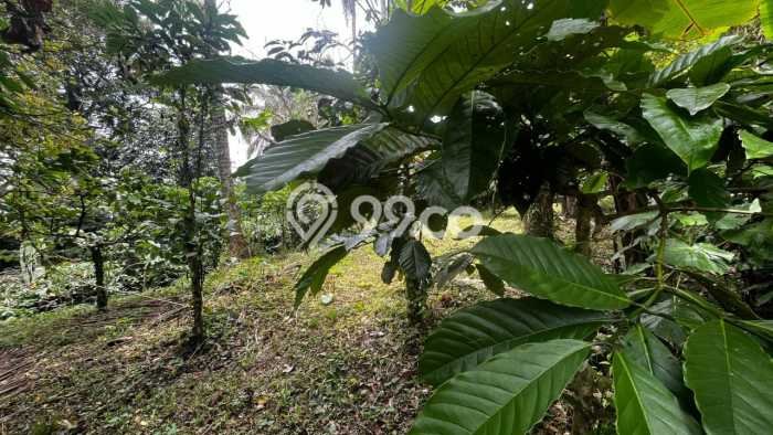 Tanah Kavling di Tabanan Dijual dengan Luas 20000m2 Tanah Kavling di Tabanan Dijual dengan Luas 20000m2