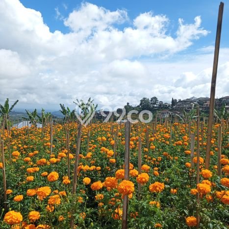 Kavling Tanah untuk Dijual di Bedugul, Tabanan, Luas 13000m2 Kavling Tanah untuk Dijual di Bedugul, Tabanan, Luas 13000m2