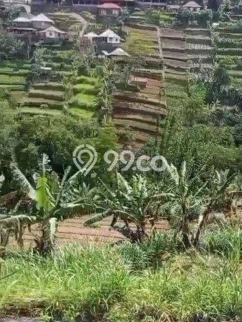Kavling Tanah untuk Dijual di Bedugul, Tabanan, Luas 13000m2 Kavling Tanah untuk Dijual di Bedugul, Tabanan, Luas 13000m2