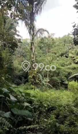 Kavling Tanah untuk Dijual di Sebatu, Gianyar, Luas 4700m2 Kavling Tanah untuk Dijual di Sebatu, Gianyar, Luas 4700m2