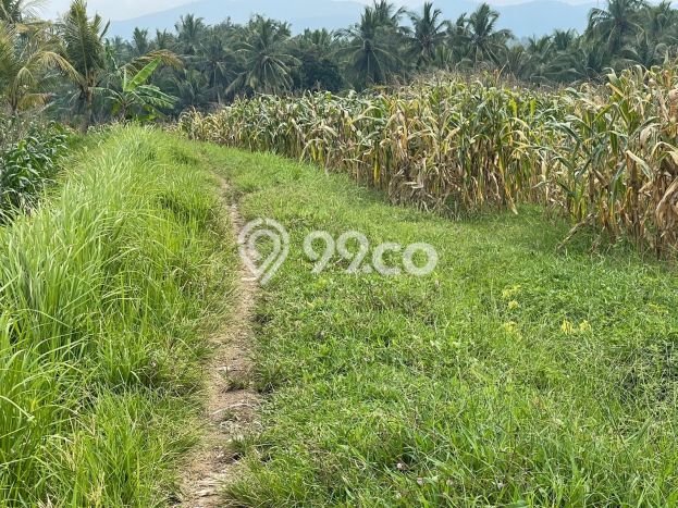 Dijual Tanah Lokasi Klecung, Tabanan Seluas 6800m2 Dijual Tanah Lokasi Klecung, Tabanan Seluas 6800m2