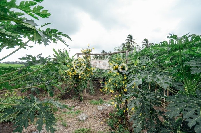 Vila Nyaman di Kerambitan, Area 2500m2m², Dekat ke berbagai kebutuhan Vila Nyaman di Kerambitan, Area 2500m2m², Dekat ke berbagai kebutuhan