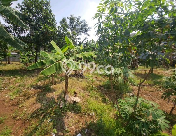 Kavling Tanah di Pamulang Dijual Luas 1500m2 Legalitas SHM Kavling Tanah di Pamulang Dijual Luas 1500m2 Legalitas SHM