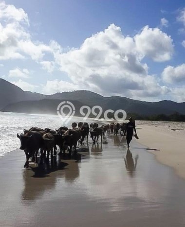 Dijual Hunian Mewah dengan Fasilitas Sekitar Lengkap di Praya, Lombok Tengah Dijual Hunian Mewah dengan Fasilitas Sekitar Lengkap di Praya, Lombok Tengah