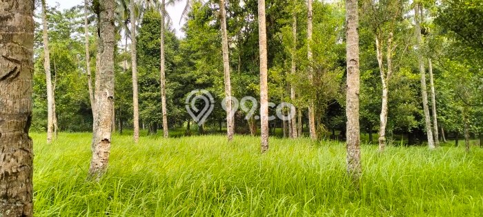 Dijual Tanah Area Potensial Kawasan Caringin, Luas 50000m2m², Akses Fasilitas Umum Dijual Tanah Area Potensial Kawasan Caringin, Luas 50000m2m², Akses Fasilitas Umum