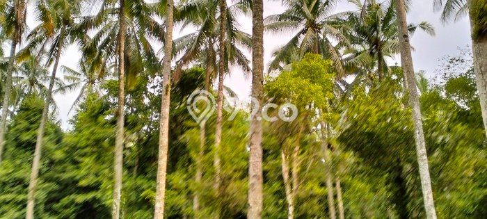 Dijual Tanah Area Potensial Kawasan Caringin, Luas 50000m2m², Akses Fasilitas Umum Dijual Tanah Area Potensial Kawasan Caringin, Luas 50000m2m², Akses Fasilitas Umum