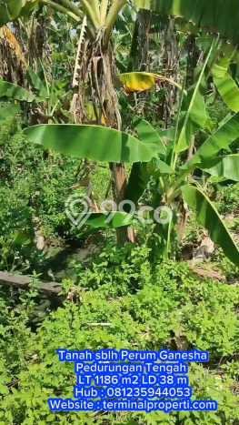 Kavling Tanah di Pedurungan Dijual Luas 1186m2 Legalitas SHM Kavling Tanah di Pedurungan Dijual Luas 1186m2 Legalitas SHM