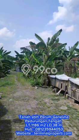 Kavling Tanah di Pedurungan Dijual Luas 1186m2 Legalitas SHM Kavling Tanah di Pedurungan Dijual Luas 1186m2 Legalitas SHM