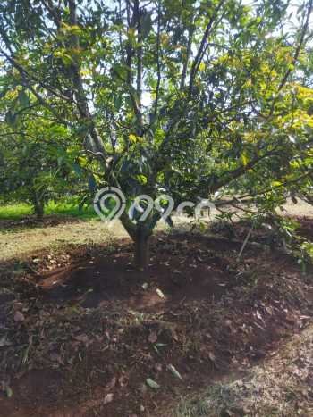 Untuk Dijual Tanah di Parakan Salak Sukabumi Luas 120000m2 SHM Untuk Dijual Tanah di Parakan Salak Sukabumi Luas 120000m2 SHM