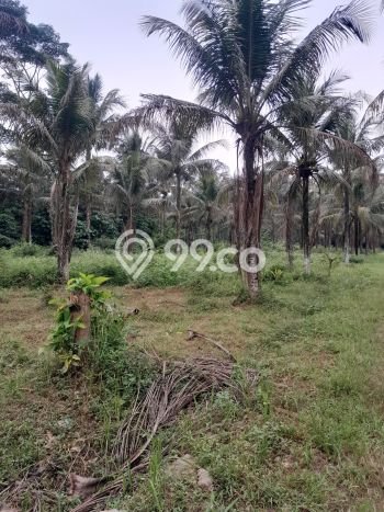 Tanah Dijual Lokasi Bogor Barat, Bogor Luas 20060m2 Legalitas Aman Tanah Dijual Lokasi Bogor Barat, Bogor Luas 20060m2 Legalitas Aman