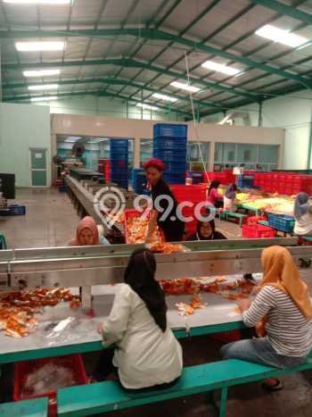 Pabrik Usaha Dijual di Serang Serang LT 33000m2 & LB 12000m2 Pabrik Usaha Dijual di Serang Serang LT 33000m2 & LB 12000m2