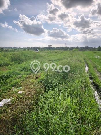 Disewakan Tanah di Kaba kaba Tabanan Seluas 6400m2 Disewakan Tanah di Kaba kaba Tabanan Seluas 6400m2