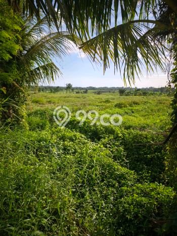 Disewakan Tanah di Kaba kaba Tabanan Seluas 6400m2 Disewakan Tanah di Kaba kaba Tabanan Seluas 6400m2