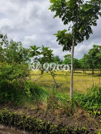 Tanah Dijual Area Strategis di Pangkutibah Tabanan 5775m2 Tanah Dijual Area Strategis di Pangkutibah Tabanan 5775m2