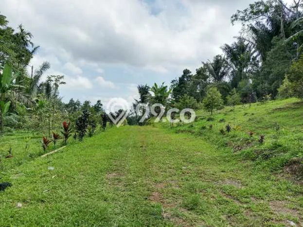 Tanah untuk Dijual Lokasi Tabanan, Tabanan Luas 500m2 SHM Tanah untuk Dijual Lokasi Tabanan, Tabanan Luas 500m2 SHM