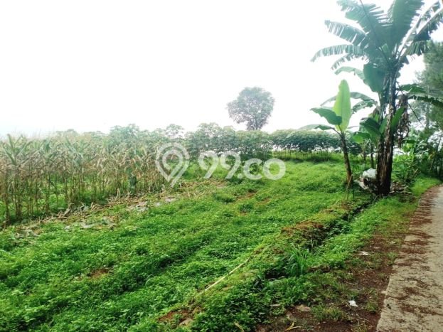 Lahan Dijual Lokasi Strategis di Bogor dengan Luas 4065m2 Lahan Dijual Lokasi Strategis di Bogor dengan Luas 4065m2