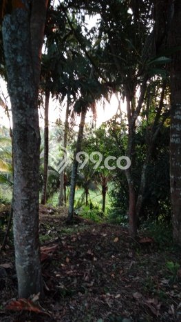 Dijual Tanah di Abiansemal Badung Luas 1050m2 SHM Dijual Tanah di Abiansemal Badung Luas 1050m2 SHM