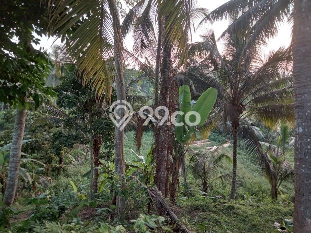 Dijual Tanah di Abiansemal Badung Luas 1050m2 SHM Dijual Tanah di Abiansemal Badung Luas 1050m2 SHM