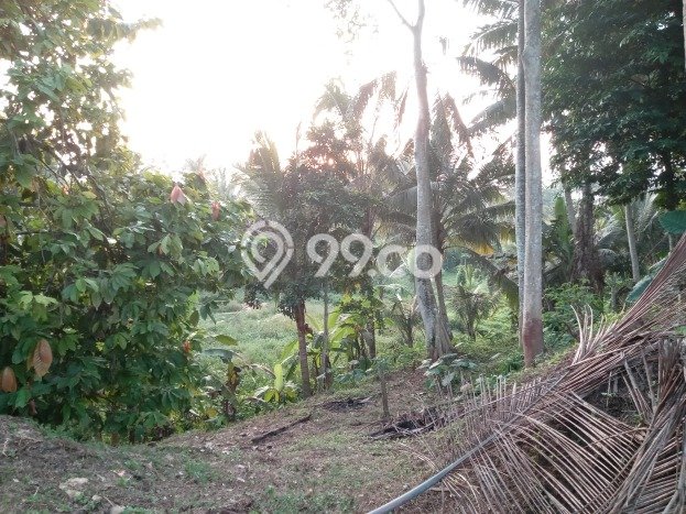 Dijual Tanah di Abiansemal Badung Luas 1050m2 SHM Dijual Tanah di Abiansemal Badung Luas 1050m2 SHM