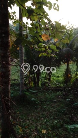 Dijual Tanah di Abiansemal Badung Luas 1050m2 SHM Dijual Tanah di Abiansemal Badung Luas 1050m2 SHM