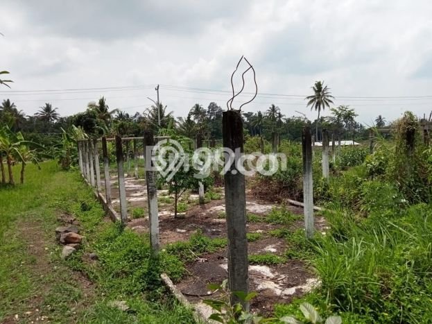Disewakan Tanah Lokasi Strategis di Pakem Sleman 1105m2 Disewakan Tanah Lokasi Strategis di Pakem Sleman 1105m2