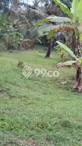 Tanah Kosong Disewakan di Tabanan, Tabanan, Luas 1360m2 Tanah Kosong Disewakan di Tabanan, Tabanan, Luas 1360m2