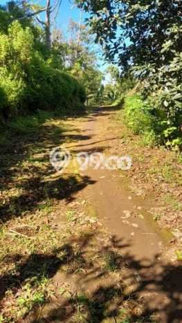 Lahan Kosong Dijual di Buleleng dengan Area 2500m2 Lahan Kosong Dijual di Buleleng dengan Area 2500m2
