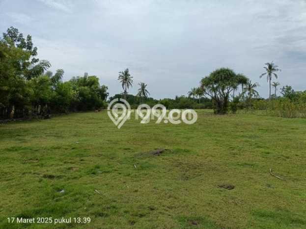 Jarang Ada! Tanah di Melaya Punya Luas 7800m2 SHM Jarang Ada! Tanah di Melaya Punya Luas 7800m2 SHM