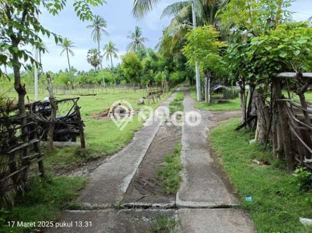 Jarang Ada! Tanah di Melaya Punya Luas 7800m2 SHM Jarang Ada! Tanah di Melaya Punya Luas 7800m2 SHM