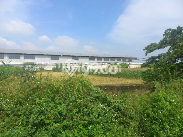 Unit Gudang Strategis di Kaliwungu, Semarang Potensi Cuan Besar Unit Gudang Strategis di Kaliwungu, Semarang Potensi Cuan Besar