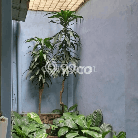 Rumah Minimalis 5 KT di Mangga Besar Jakarta Barat Unfurnished Rumah Minimalis 5 KT di Mangga Besar Jakarta Barat Unfurnished