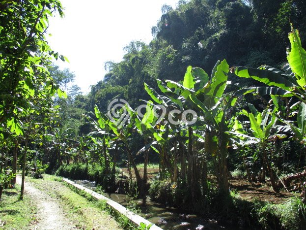 Tanah di Lembang, Bandung Barat Luas 3165m2 Dijual Segera Tanah di Lembang, Bandung Barat Luas 3165m2 Dijual Segera