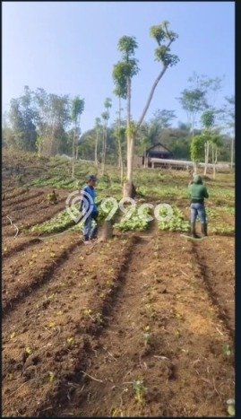 Tanah Area Berkembang Kawasan Sindangkerta, Luas 8692m², Dekat ke Fasilitas Umum Tanah Area Berkembang Kawasan Sindangkerta, Luas 8692m², Dekat ke Fasilitas Umum