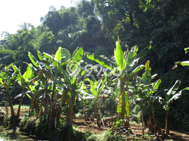 Tanah di Lembang, Bandung Barat Luas 3165m2 Dijual Segera Tanah di Lembang, Bandung Barat Luas 3165m2 Dijual Segera