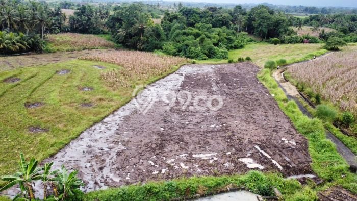 Tanah Dijual Area Strategis di Beraban Tabanan 2330m2 Tanah Dijual Area Strategis di Beraban Tabanan 2330m2