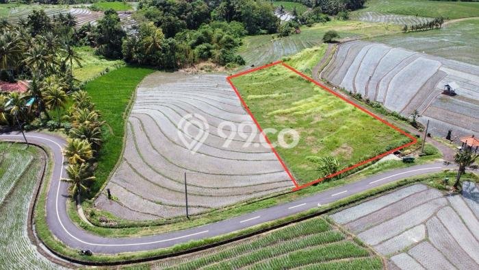 Tanah Dijual Area Strategis di Beraban Tabanan 2330m2 Tanah Dijual Area Strategis di Beraban Tabanan 2330m2