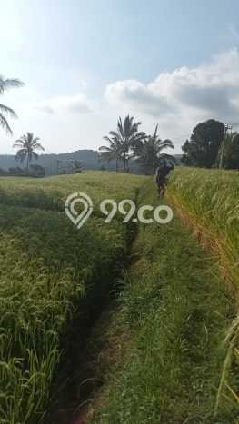 Tanah Dijual di Buleleng Seluas 3500m2 Strategis Tanah Dijual di Buleleng Seluas 3500m2 Strategis