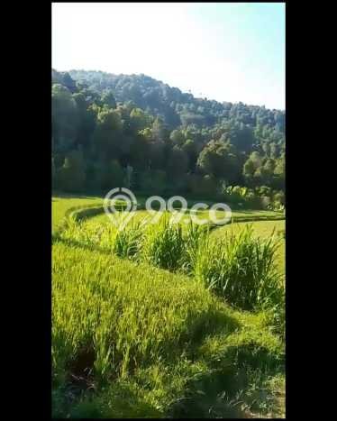 Tanah Dijual di Buleleng Seluas 3500m2 Strategis Tanah Dijual di Buleleng Seluas 3500m2 Strategis