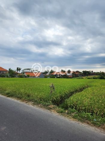 Tanah Kavling Dijual di Badung dengan Spesifikasi 3500m2 Tanah Kavling Dijual di Badung dengan Spesifikasi 3500m2