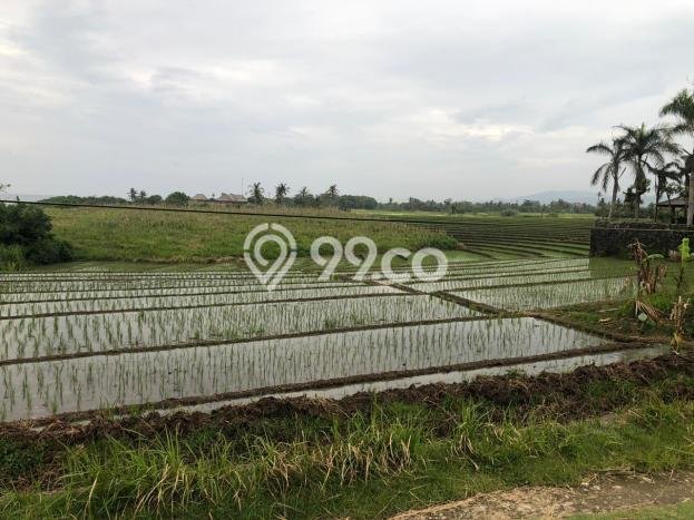 Tanah Kavling Dijual di Tabanan dengan Spesifikasi 4400m2 Tanah Kavling Dijual di Tabanan dengan Spesifikasi 4400m2