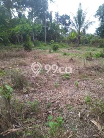 Tanah untuk Dijual di Jati Agung Lampung Selatan Luas 1200m2 Tanah untuk Dijual di Jati Agung Lampung Selatan Luas 1200m2