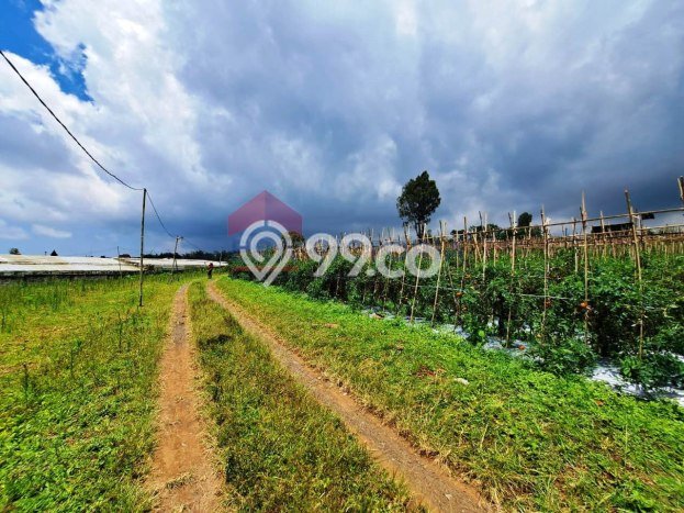 Tanah Komersial Dijual di Tutur Pasuruan 70000m2 Tanah Komersial Dijual di Tutur Pasuruan 70000m2