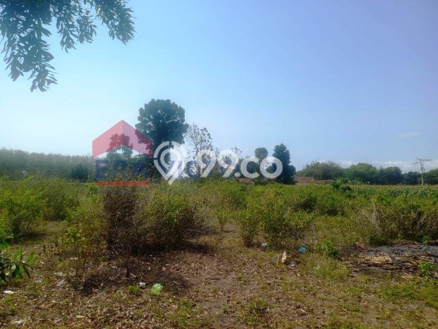 Lahan untuk Dijual di Kencong Jember Luas 7221m2 Lahan untuk Dijual di Kencong Jember Luas 7221m2
