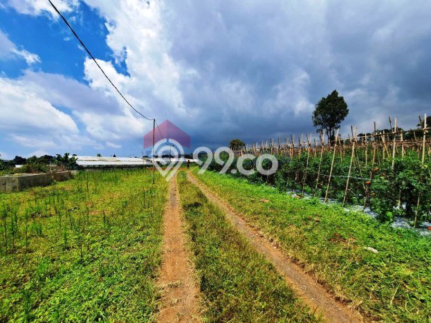 Tanah Komersial Dijual di Tutur Pasuruan 70000m2 Tanah Komersial Dijual di Tutur Pasuruan 70000m2