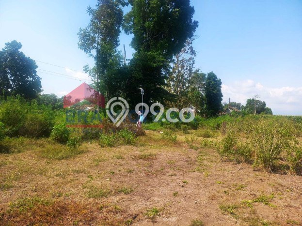 Lahan untuk Dijual di Kencong Jember Luas 7221m2 Lahan untuk Dijual di Kencong Jember Luas 7221m2