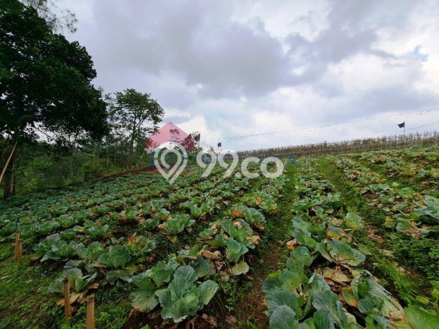 Tanah Komersial Dijual di Tutur Pasuruan 70000m2 Tanah Komersial Dijual di Tutur Pasuruan 70000m2